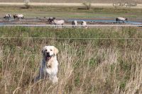 46.  und Wildpferde